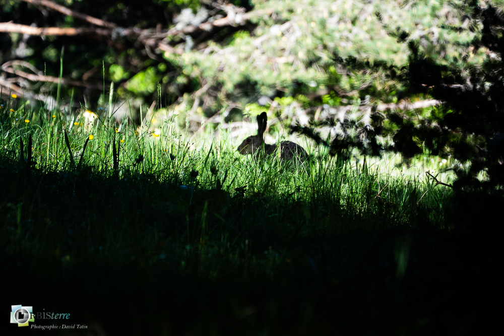 faune, lièvre brun, mammifère, verdon_43°51'49.338