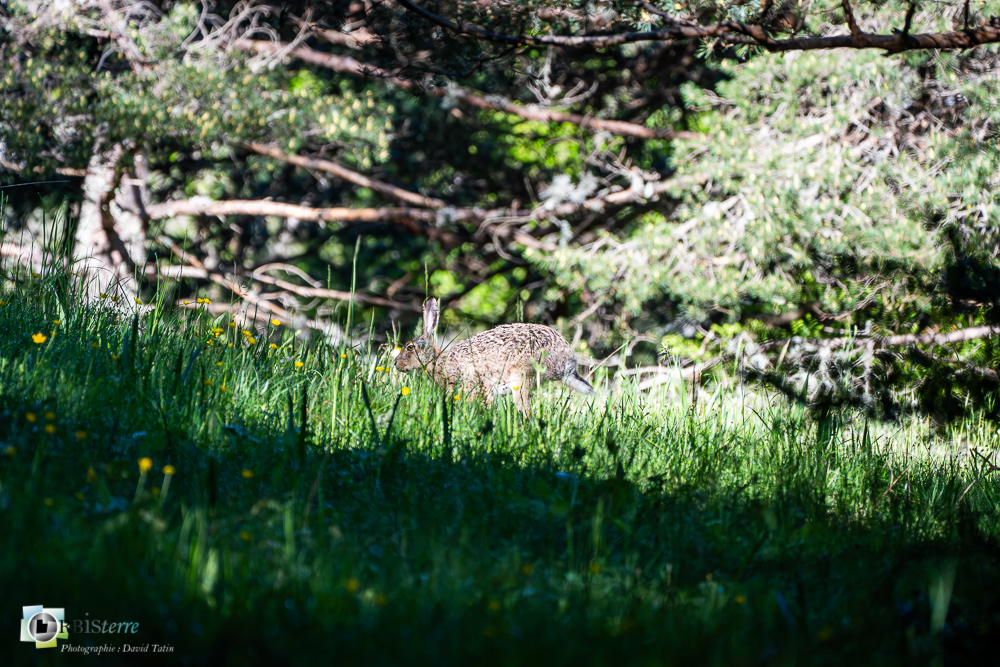 faune, lièvre brun, mammifère, verdon_43°51'49.291