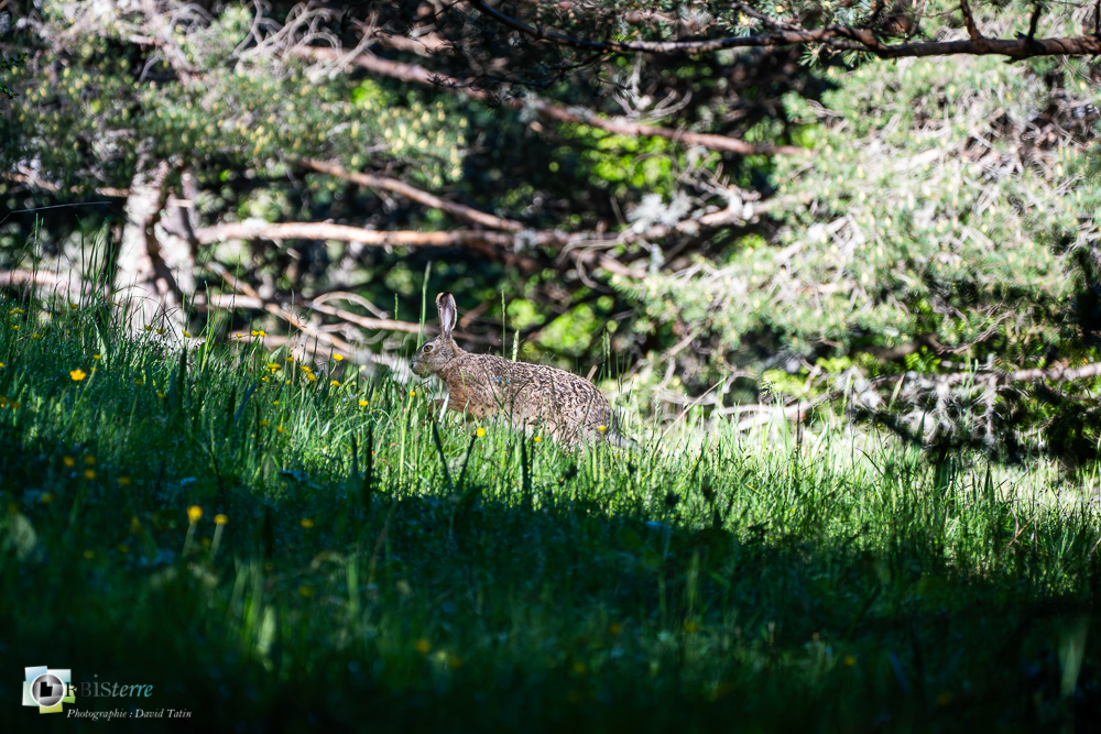 faune, lièvre brun, mammifère, verdon_43°51'49.289