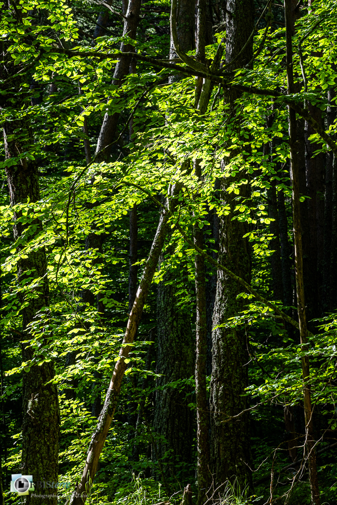 arbre, hêtre, verdon_43°51'28.244