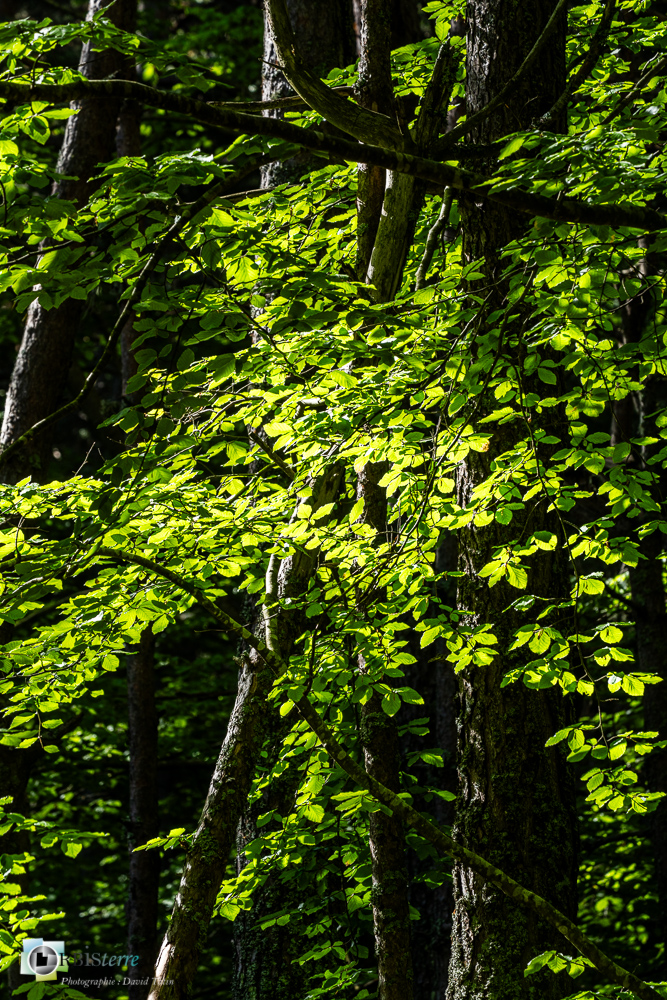 arbre, hêtre, verdon_43°51'28.217
