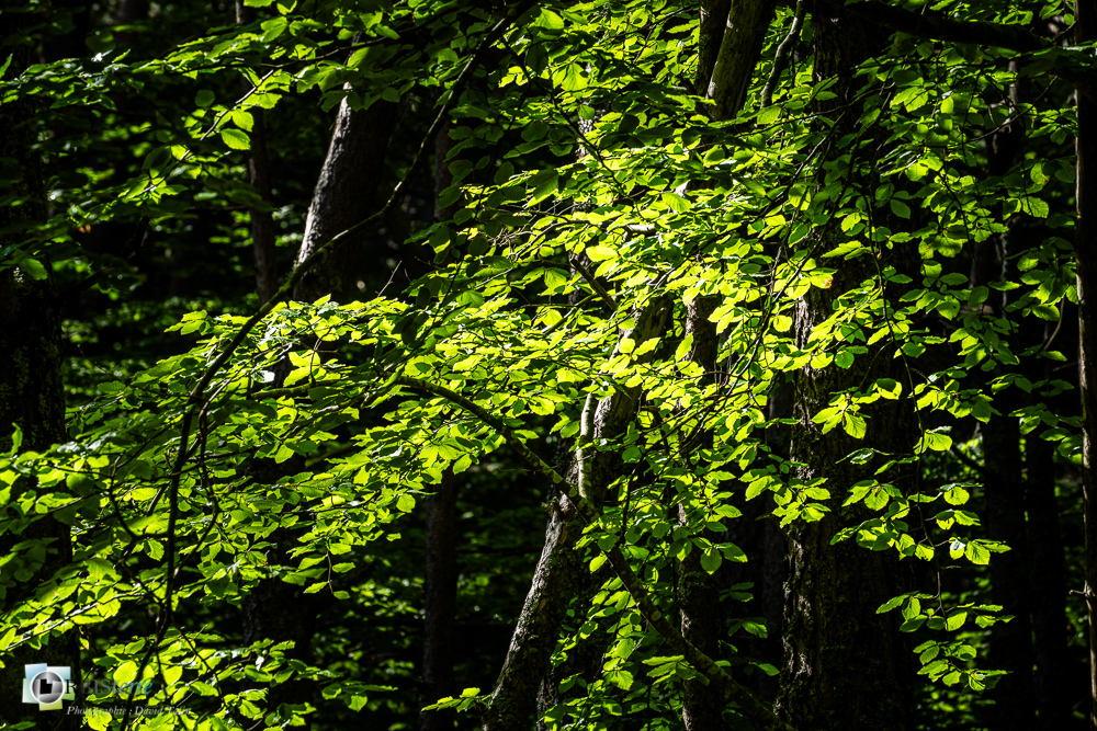 arbre, hêtre, verdon_43°51'28.217