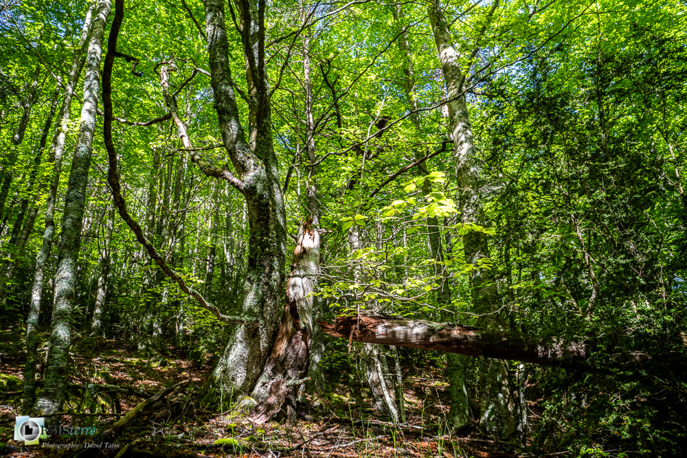 arbre, hêtre, verdon_43°51'23.934