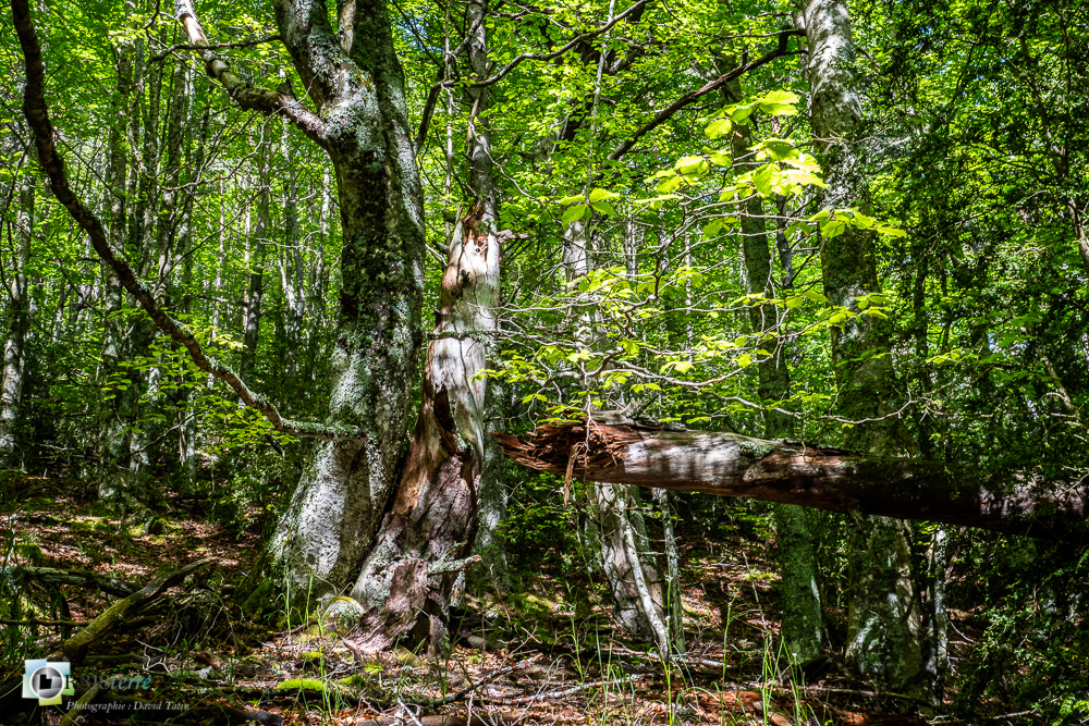 arbre, hêtre, verdon_43°51'23.918