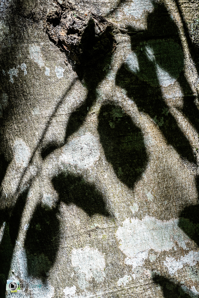 arbre, hêtre, verdon_43°51'14.052