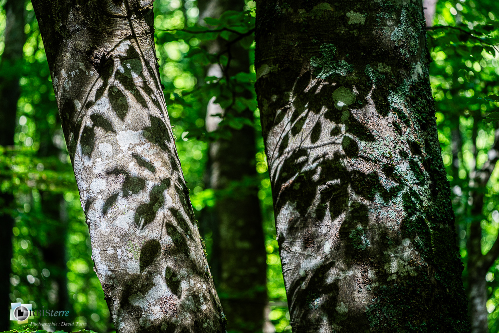 arbre, hêtre, verdon_43°51'13.997