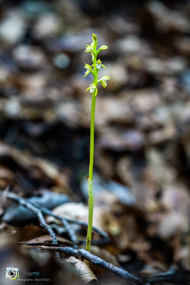 corallorhiza trifida, flore, orchidée, racine de corail, verdon_43°51'21.495