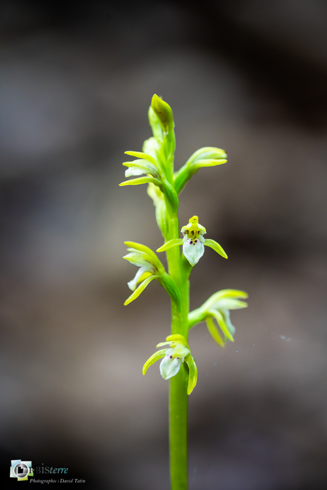 corallorhiza trifida, flore, orchidée, racine de corail, verdon_43°51'21.296