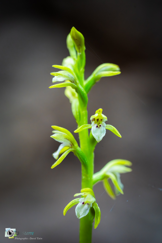 corallorhiza trifida, flore, orchidée, racine de corail, verdon_43°51'21.545