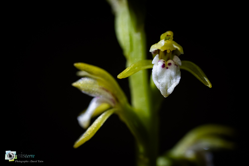 corallorhiza trifida, flore, orchidée, racine de corail, verdon_43°51'21.593