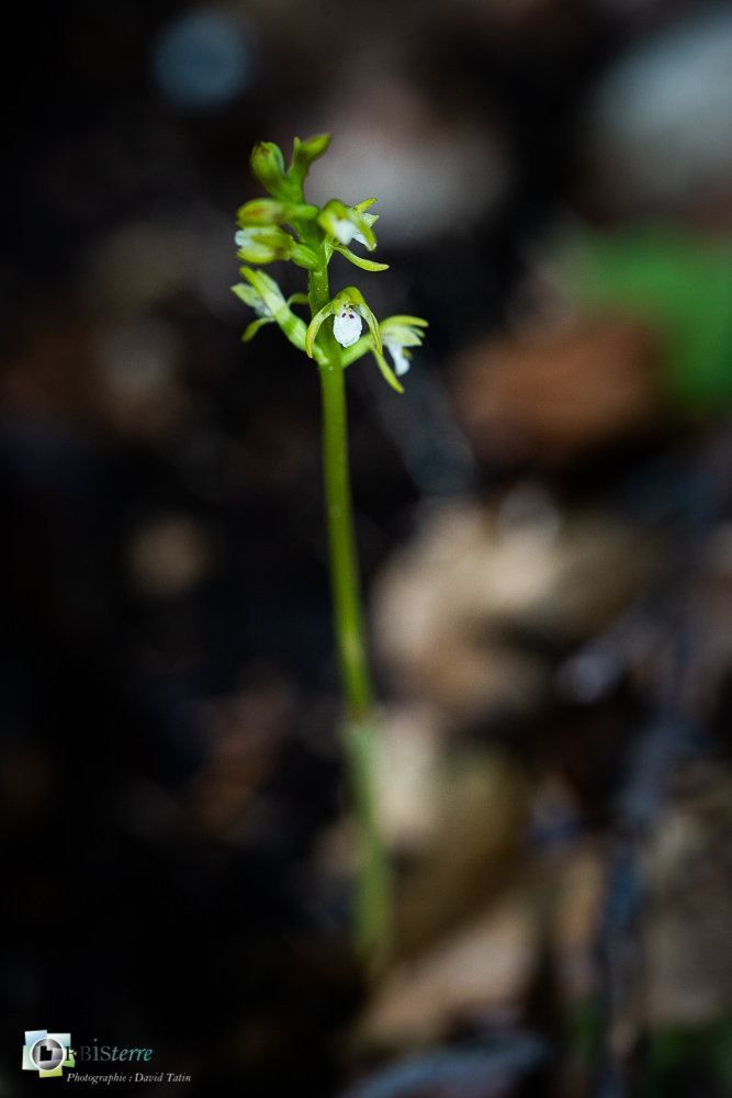 corallorhiza trifida, flore, orchidée, racine de corail, verdon_43°51'21.179