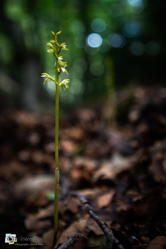 corallorhiza trifida, flore, orchidée, racine de corail, verdon_43°51'20.981