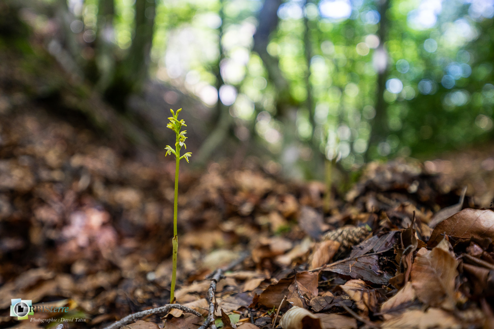 corallorhiza trifida, flore, orchidée, racine de corail, verdon_43°51'21.035