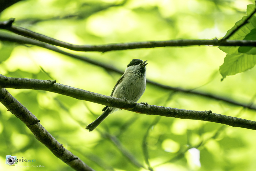 Aves, Birds, Marsh Tit, Mésange nonnette, Oiseaux, Paridae, Paridés, Passériformes, Poecile palustris, Uccelli, Vögel, faune, oiseau, verdon_43°51'35.382