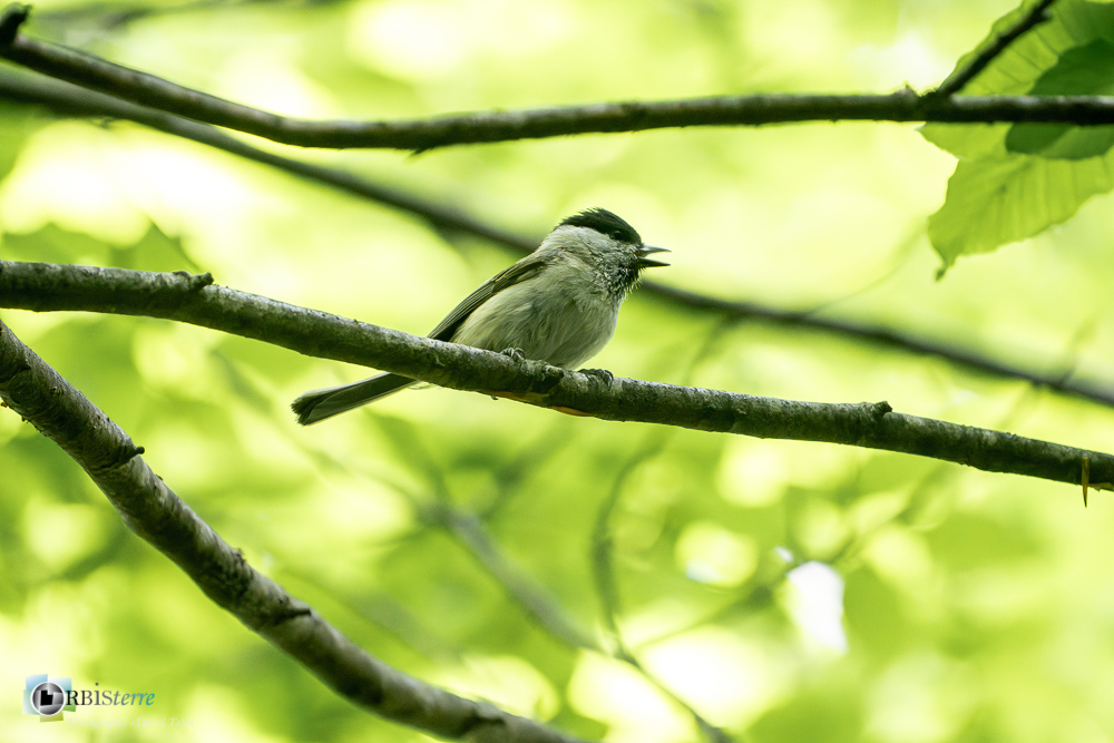 Aves, Birds, Marsh Tit, Mésange nonnette, Oiseaux, Paridae, Paridés, Passériformes, Poecile palustris, Uccelli, Vögel, faune, oiseau, verdon_43°51'35.379