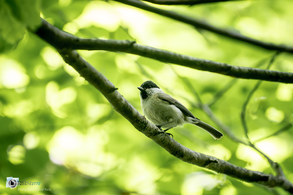 Aves, Birds, Marsh Tit, Mésange nonnette, Oiseaux, Paridae, Paridés, Passériformes, Poecile palustris, Uccelli, Vögel, faune, oiseau, verdon_43°51'35.508