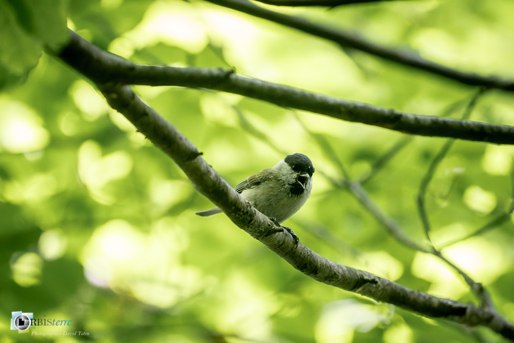 Aves, Birds, Marsh Tit, Mésange nonnette, Oiseaux, Paridae, Paridés, Passériformes, Poecile palustris, Uccelli, Vögel, faune, oiseau, verdon_43°51'35.554