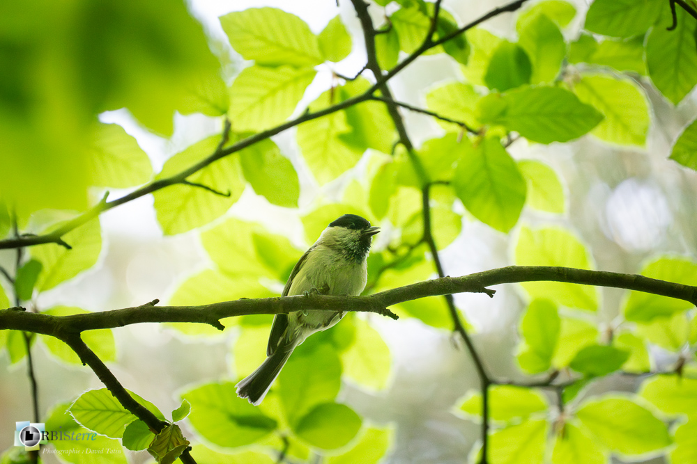 Aves, Birds, Marsh Tit, Mésange nonnette, Oiseaux, Paridae, Paridés, Passériformes, Poecile palustris, Uccelli, Vögel, faune, oiseau, verdon_43°51'35.417