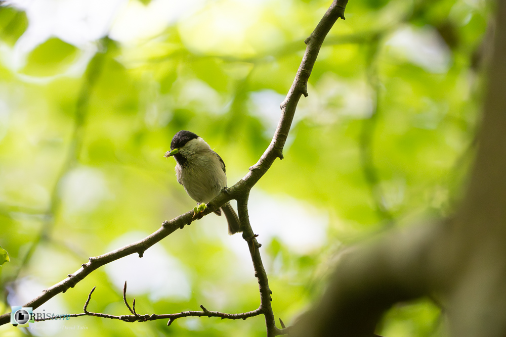 Aves, Birds, Marsh Tit, Mésange nonnette, Oiseaux, Paridae, Paridés, Passériformes, Poecile palustris, Uccelli, Vögel, faune, oiseau, verdon_43°51'35.484