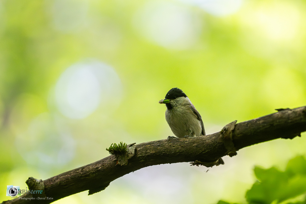 Aves, Birds, Marsh Tit, Mésange nonnette, Oiseaux, Paridae, Paridés, Passériformes, Poecile palustris, Uccelli, Vögel, faune, oiseau, verdon_43°51'35.484