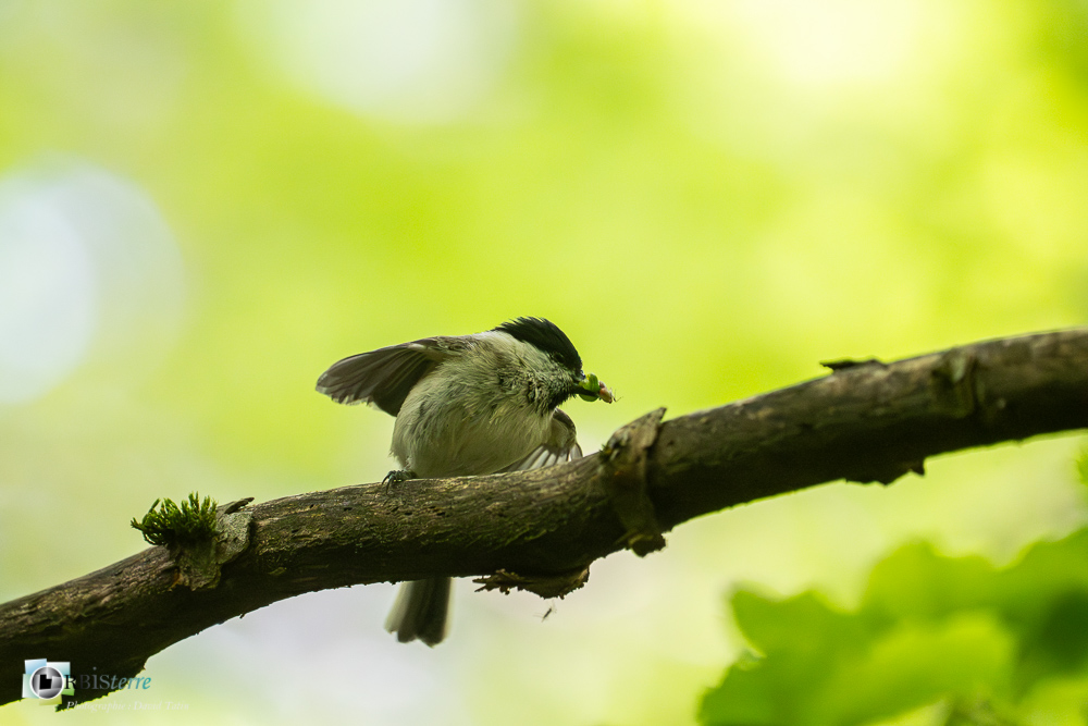 Aves, Birds, Marsh Tit, Mésange nonnette, Oiseaux, Paridae, Paridés, Passériformes, Poecile palustris, Uccelli, Vögel, faune, oiseau, verdon_43°51'35.484