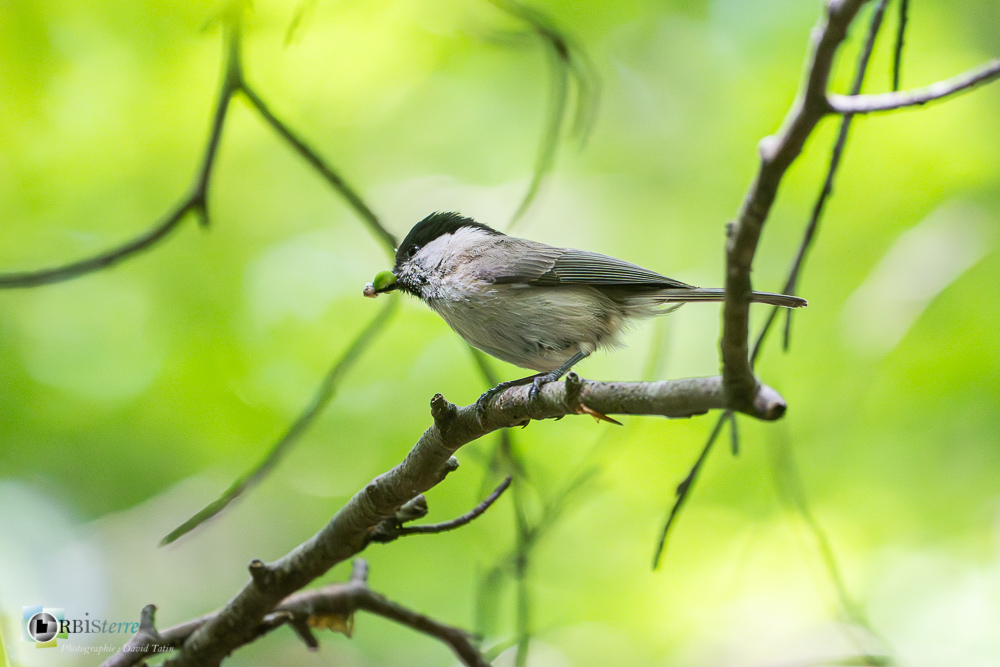 Aves, Birds, Marsh Tit, Mésange nonnette, Oiseaux, Paridae, Paridés, Passériformes, Poecile palustris, Uccelli, Vögel, faune, oiseau, verdon_43°51'35.178