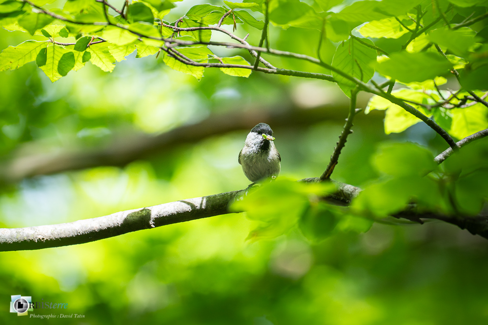 Aves, Birds, Marsh Tit, Mésange nonnette, Oiseaux, Paridae, Paridés, Passériformes, Poecile palustris, Uccelli, Vögel, faune, oiseau, verdon_43°51'35.237