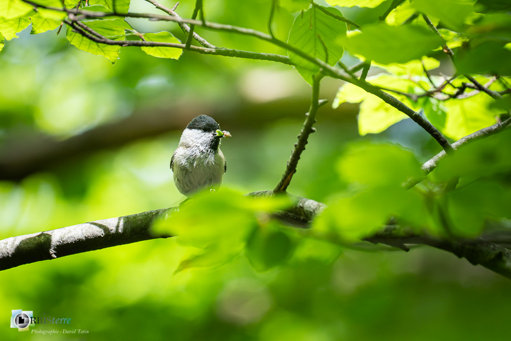 Aves, Birds, Marsh Tit, Mésange nonnette, Oiseaux, Paridae, Paridés, Passériformes, Poecile palustris, Uccelli, Vögel, faune, oiseau, verdon_43°51'35.237