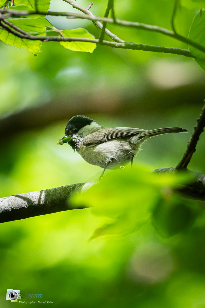 Aves, Birds, Marsh Tit, Mésange nonnette, Oiseaux, Paridae, Paridés, Passériformes, Poecile palustris, Uccelli, Vögel, faune, oiseau, verdon_43°51'35.25