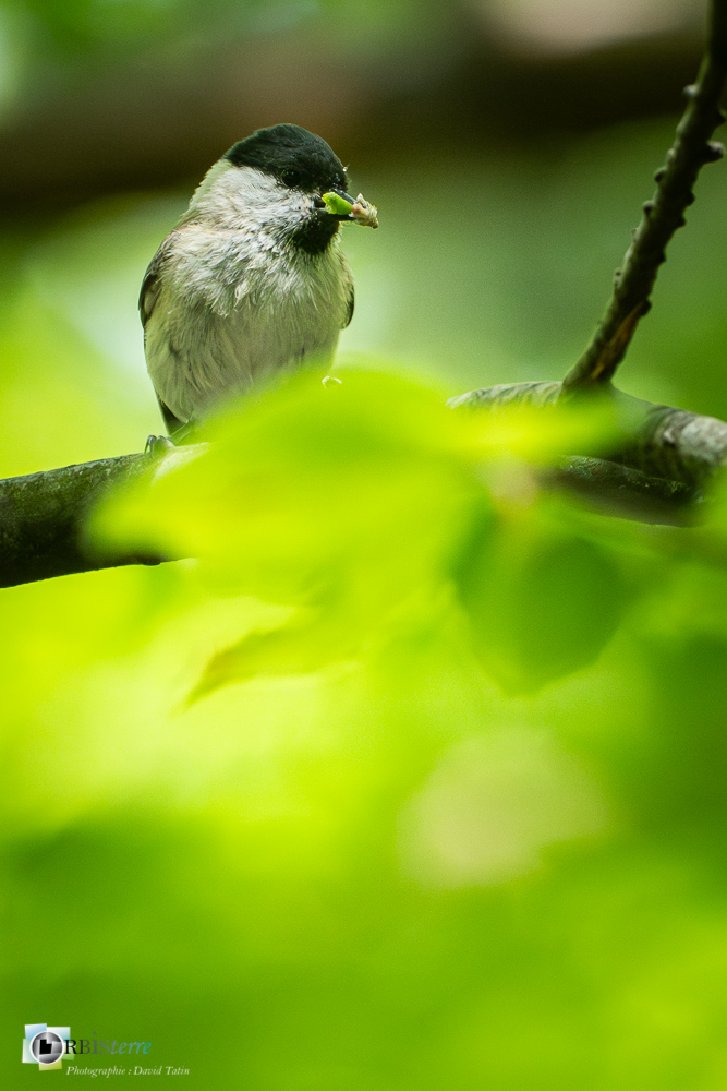Aves, Birds, Marsh Tit, Mésange nonnette, Oiseaux, Paridae, Paridés, Passériformes, Poecile palustris, Uccelli, Vögel, faune, oiseau, verdon_43°51'35.219