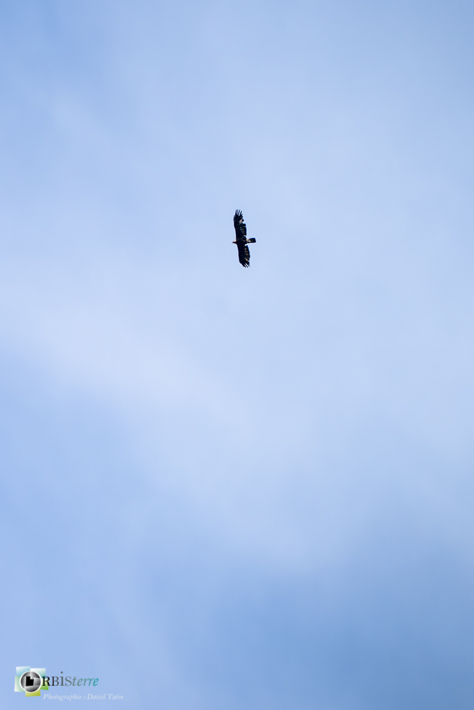 aigle royal, faune, oiseau, rapace, verdon_43°51'36.293