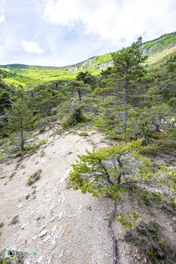 verdon_43°51'39.33