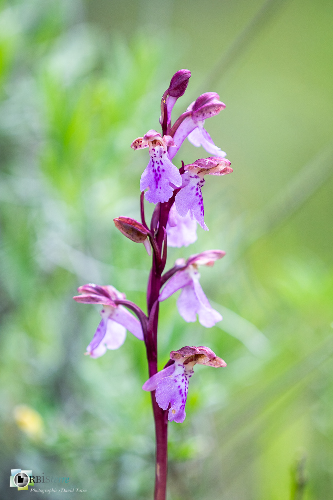 Orchis spitzelli, flore, orchidée, verdon_43°51'42.509