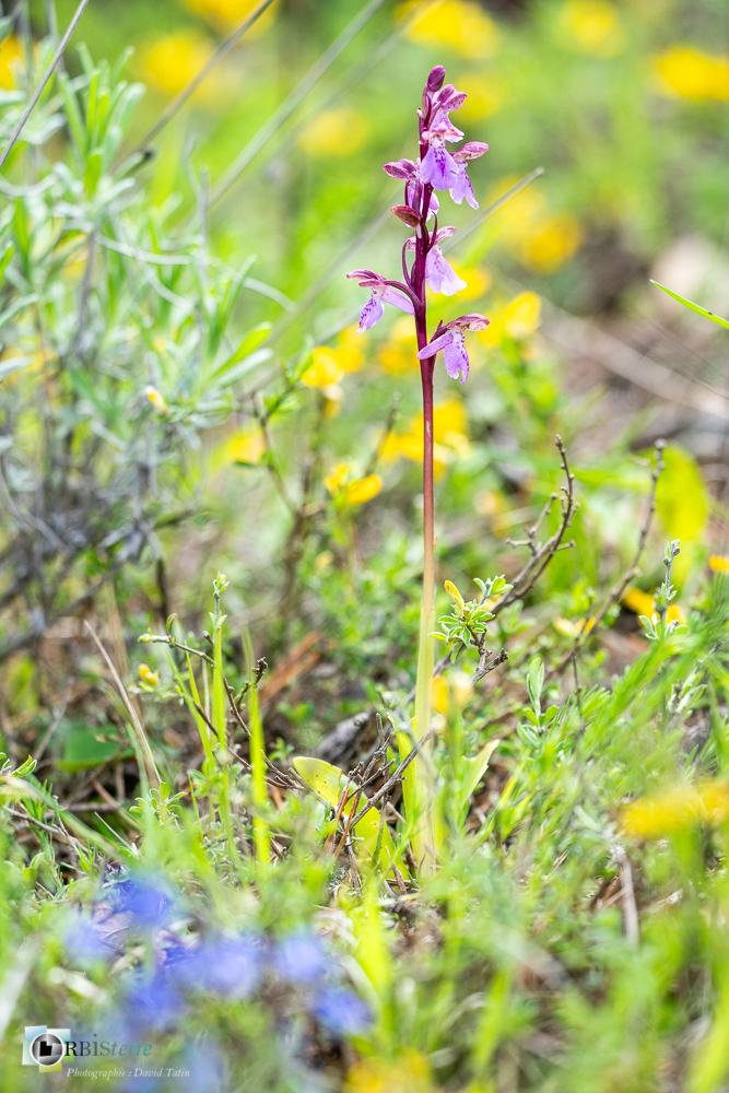Orchis spitzelli, flore, orchidée, verdon_43°51'42.523