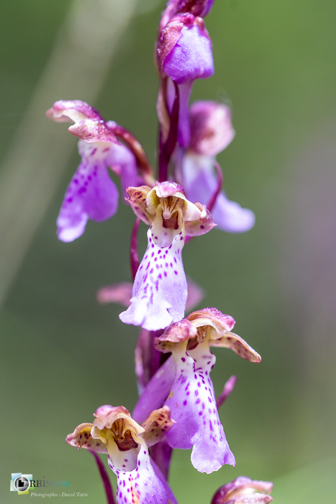 Orchis spitzelli, flore, orchidée, verdon_43°51'41.915