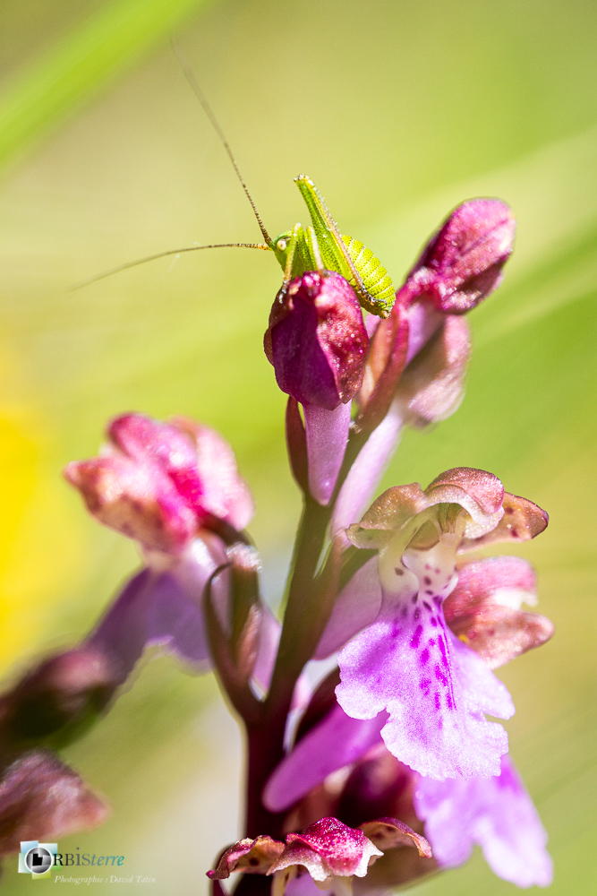 Orchis spitzelli, flore, orchidée, verdon_43°51'41.969