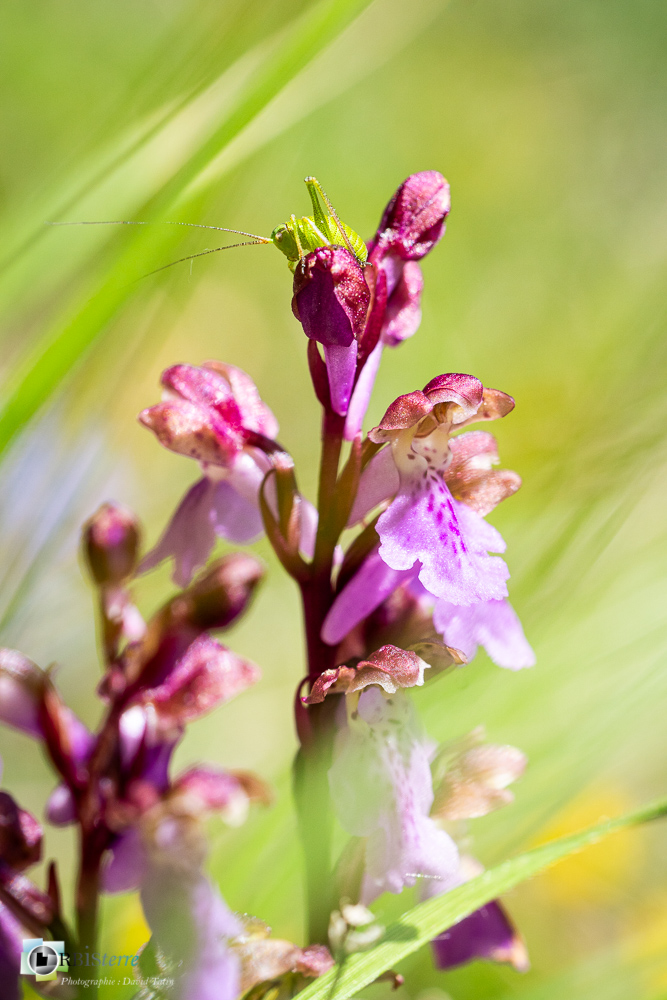 Orchis spitzelli, flore, orchidée, verdon_43°51'41.969