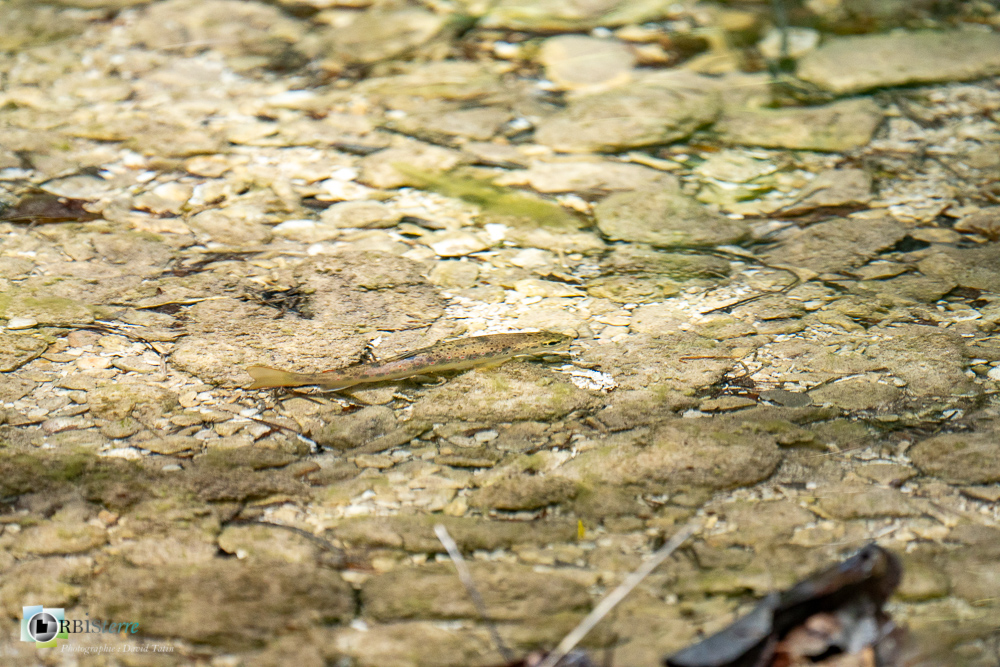 faune, poisson, truite fario, verdon__