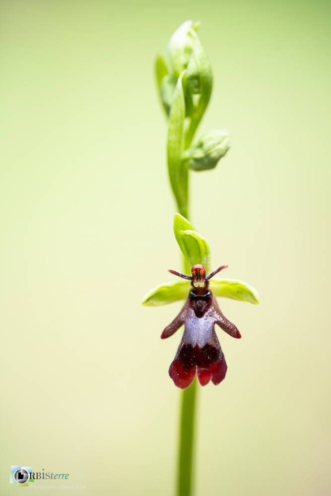 flore, ophrys insectifera, orchidée, verdon_43°51'50.087