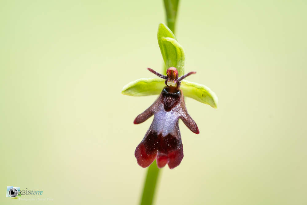 flore, ophrys insectifera, orchidée, verdon_43°51'50.184