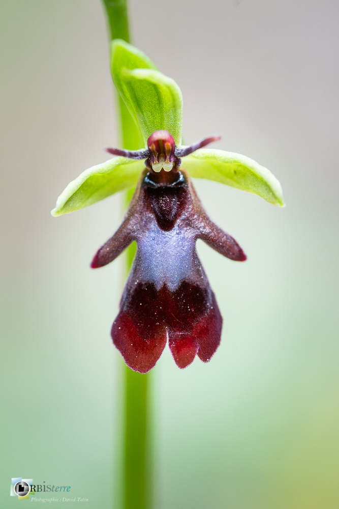 flore, ophrys insectifera, orchidée, verdon_43°51'50.202