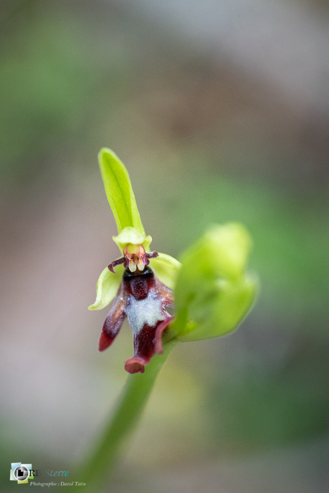 flore, ophrys insectifera, orchidée, verdon_43°51'50.177