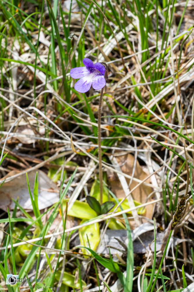 flore, grassette, verdon_43°51'54.389