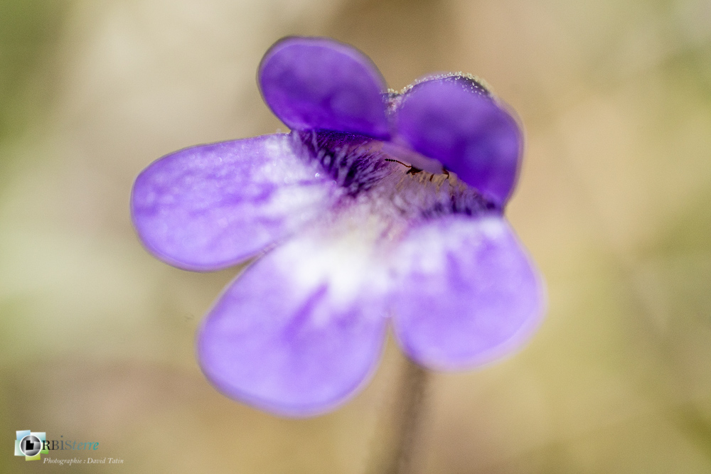 faune, flore, grassette, insecte, verdon_43°51'54.425