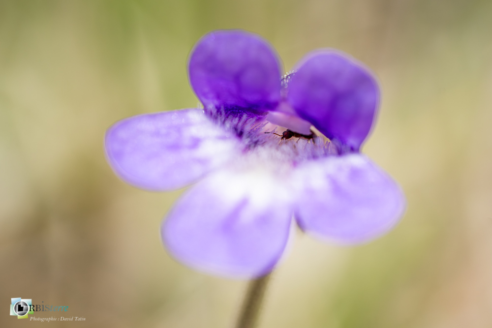 faune, flore, grassette, insecte, verdon_43°51'54.425