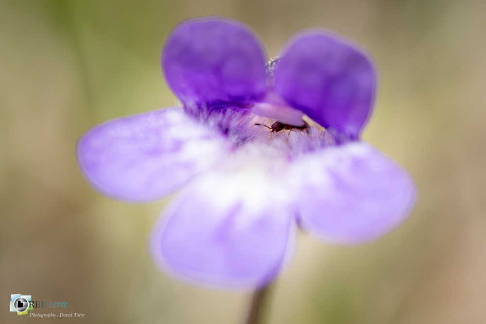 faune, flore, grassette, insecte, verdon_43°51'54.425