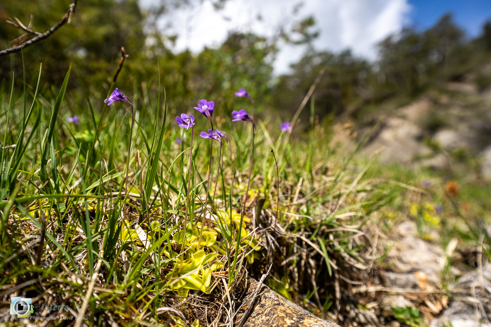 flore, grassette, verdon_43°51'54.33