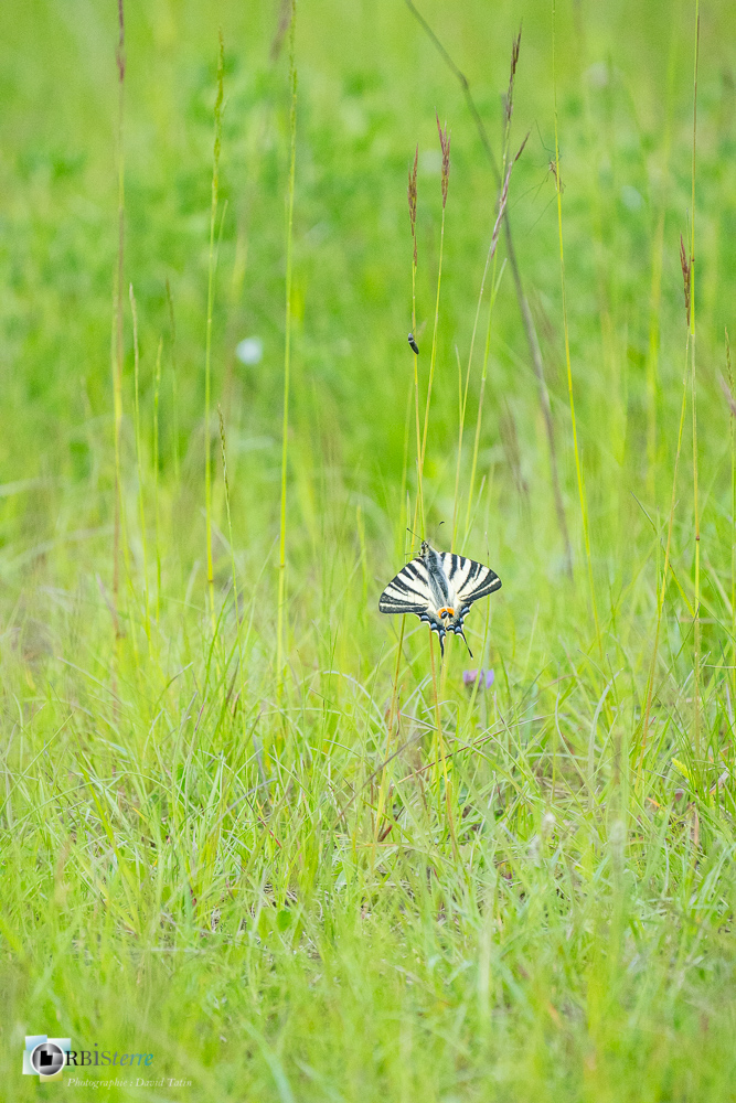faune, flambé, lépidoptère, papillon, verdon_43°51'59.866