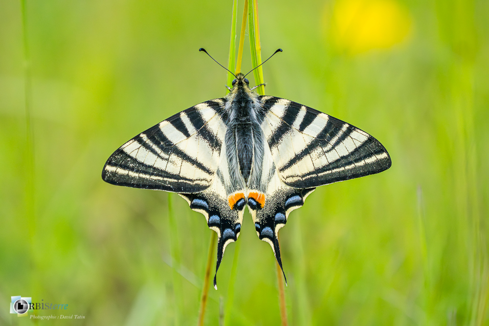 faune, flambé, lépidoptère, papillon, verdon_43°51'59.91