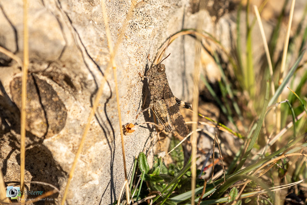 castellane, criquet, faune, insecte, oedipode, verdon__